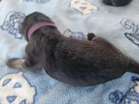 Harper, a female German Shepherd Dog for sale in Gaffney, SC – Photo 3 of 3