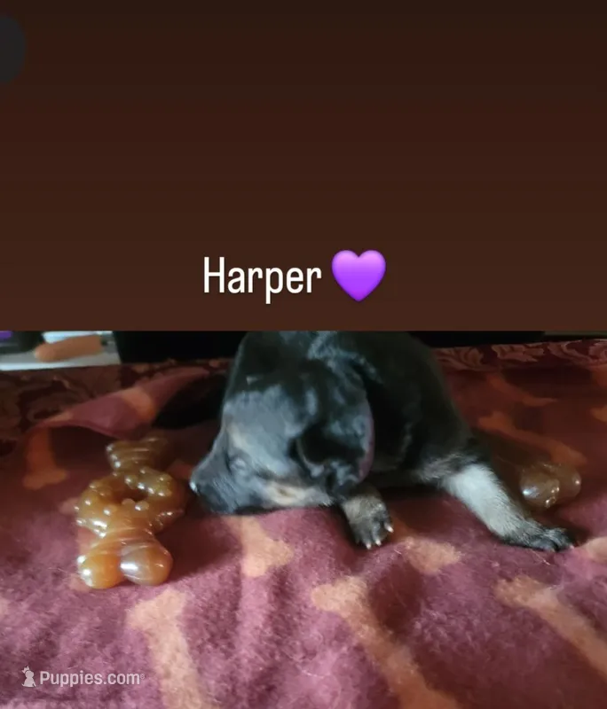 Harper – German Shepherd Dog puppy for sale in Gaffney, SC