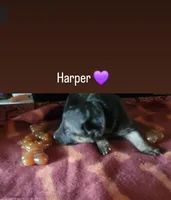 Harper, a female German Shepherd Dog for sale in Gaffney, SC – Photo 1 of 2