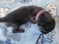 Harper, a female German Shepherd Dog for sale in Gaffney, SC – Photo 2 of 3