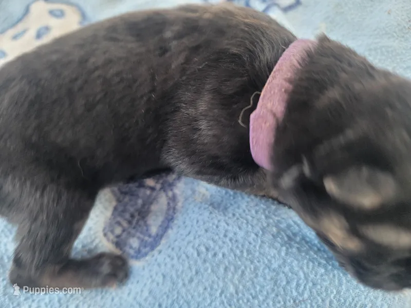 Harper – German Shepherd Dog puppy for sale in Gaffney, SC