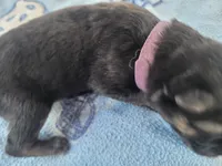 Harper, a female German Shepherd Dog for sale in Gaffney, SC – Photo 1 of 3