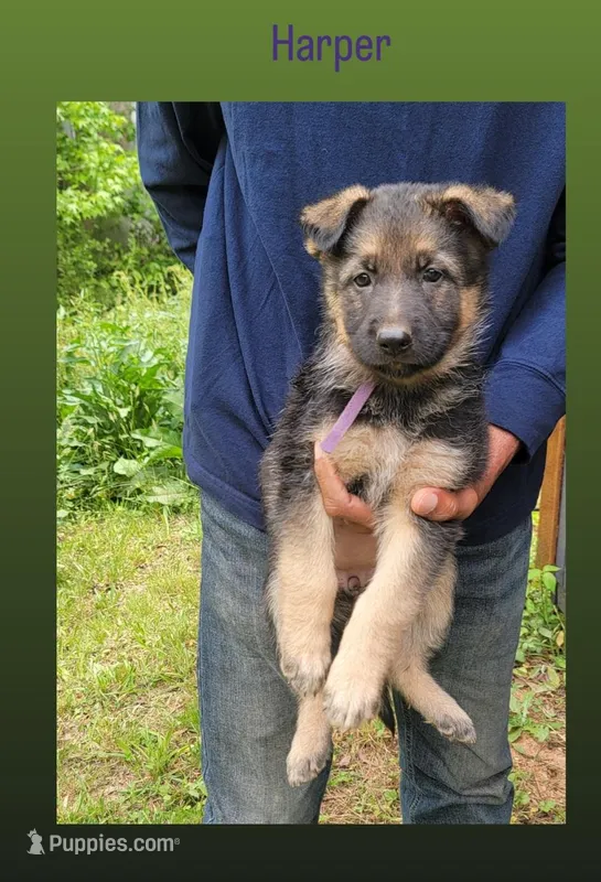 Harper – German Shepherd Dog puppy for sale in Gaffney, SC