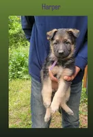 Harper, a female German Shepherd Dog for sale in Gaffney, SC – Photo 2 of 4