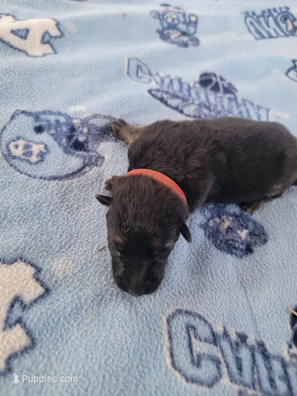 Jax – German Shepherd Dog puppy for sale in Gaffney, SC