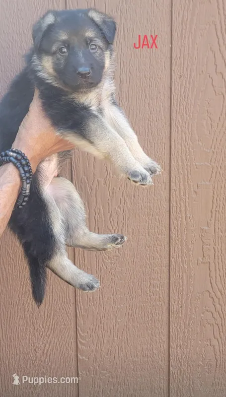 Jax – German Shepherd Dog puppy for sale in Gaffney, SC