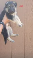 Jax, a male German Shepherd Dog for sale in Gaffney, SC – Photo 2 of 3
