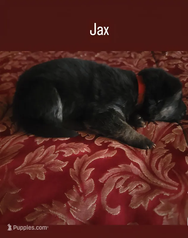 Jax – German Shepherd Dog puppy for sale in Gaffney, SC