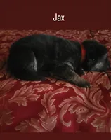 Jax, a male German Shepherd Dog for sale in Gaffney, SC – Photo 1 of 2