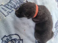 Jax, a male German Shepherd Dog for sale in Gaffney, SC – Photo 2 of 2