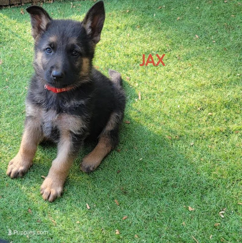 Jax – German Shepherd Dog puppy for sale in Gaffney, SC