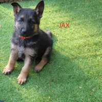 Jax, a male German Shepherd Dog for sale in Gaffney, SC – Photo 1 of 3