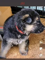 Jax, a male German Shepherd Dog for sale in Gaffney, SC – Photo 2 of 2