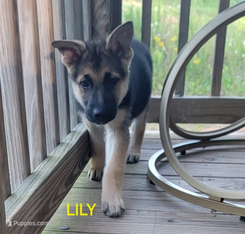 Lily – German Shepherd Dog puppy for sale in Gaffney, SC