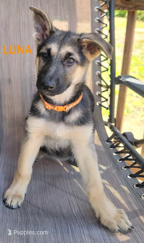 Luna – German Shepherd Dog puppy for sale in Gaffney, SC