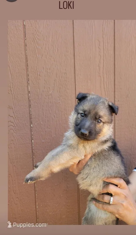 Loki – German Shepherd Dog puppy for sale in Gaffney, SC