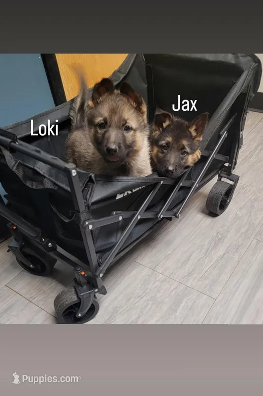 Loki – German Shepherd Dog puppy for sale in Gaffney, SC