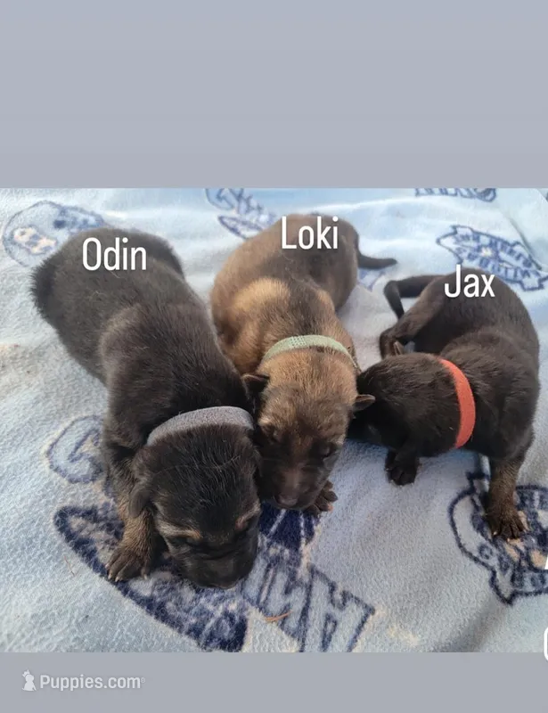 Loki – German Shepherd Dog puppy for sale in Gaffney, SC