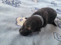 Loki, a male German Shepherd Dog for sale in Gaffney, SC – Photo 2 of 2