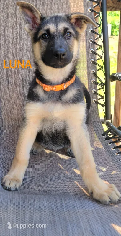 Luna – German Shepherd Dog puppy for sale in Gaffney, SC