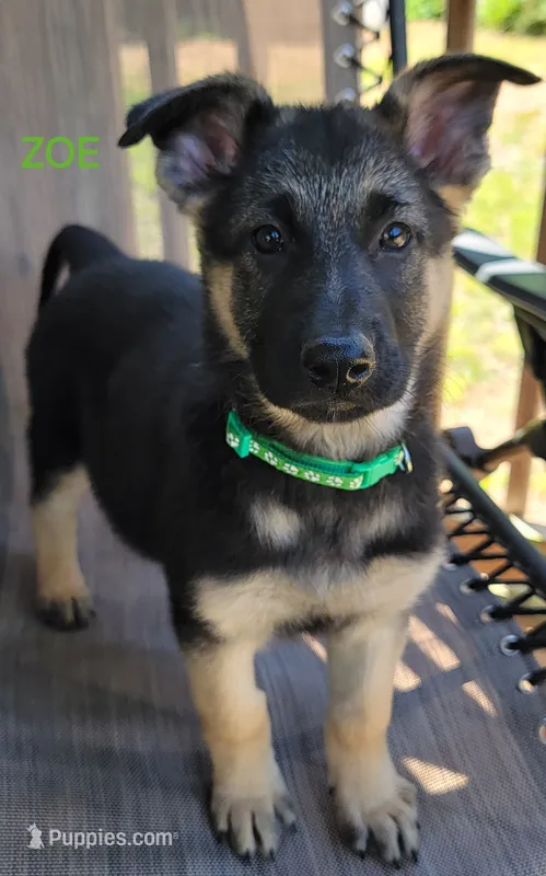 Zoe – German Shepherd Dog puppy for sale in Gaffney, SC