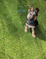 Odin, a male German Shepherd Dog for sale in Gaffney, SC – Photo 1 of 2