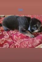 Odin, a male German Shepherd Dog for sale in Gaffney, SC – Photo 2 of 2