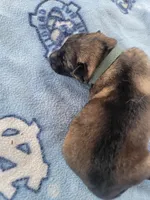 Odin, a male German Shepherd Dog for sale in Gaffney, SC – Photo 3 of 5