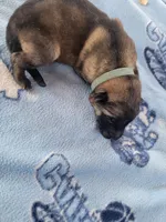 Odin, a male German Shepherd Dog for sale in Gaffney, SC – Photo 5 of 5