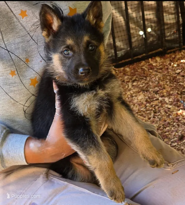 Odin – German Shepherd Dog puppy for sale in Gaffney, SC