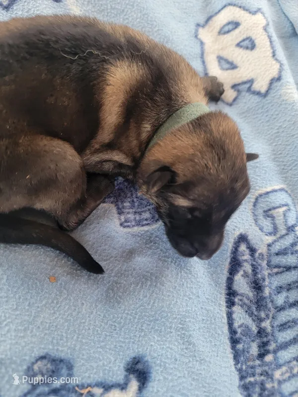 Odin – German Shepherd Dog puppy for sale in Gaffney, SC