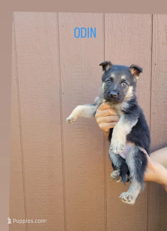 Odin – German Shepherd Dog puppy for sale in Gaffney, SC