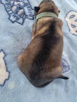 Odin, a male German Shepherd Dog for sale in Gaffney, SC – Photo 2 of 5