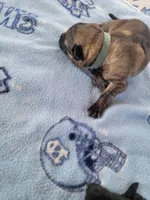 Odin, a male German Shepherd Dog for sale in Gaffney, SC – Photo 4 of 5