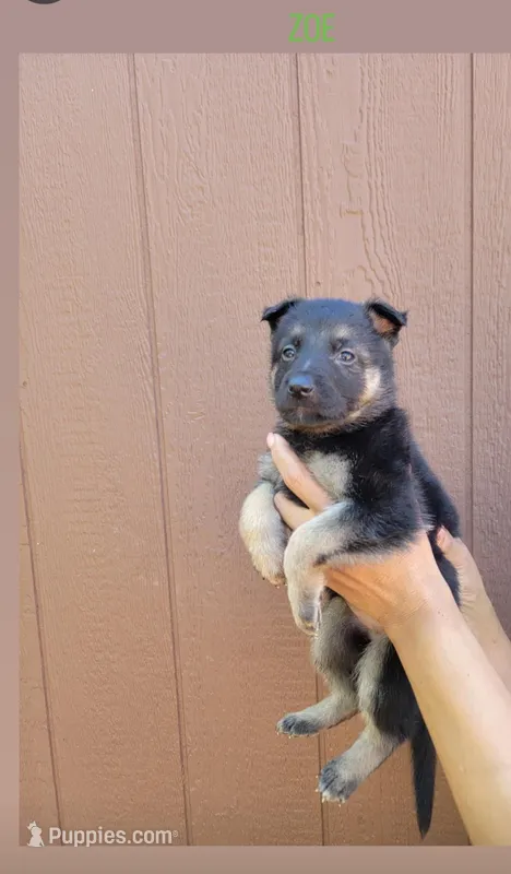 Zoe – German Shepherd Dog puppy for sale in Gaffney, SC