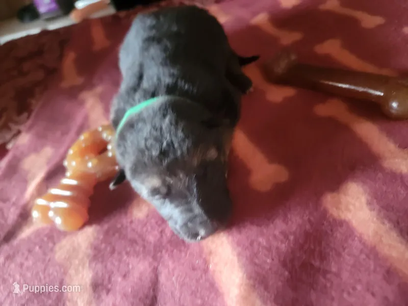 Zoe – German Shepherd Dog puppy for sale in Gaffney, SC