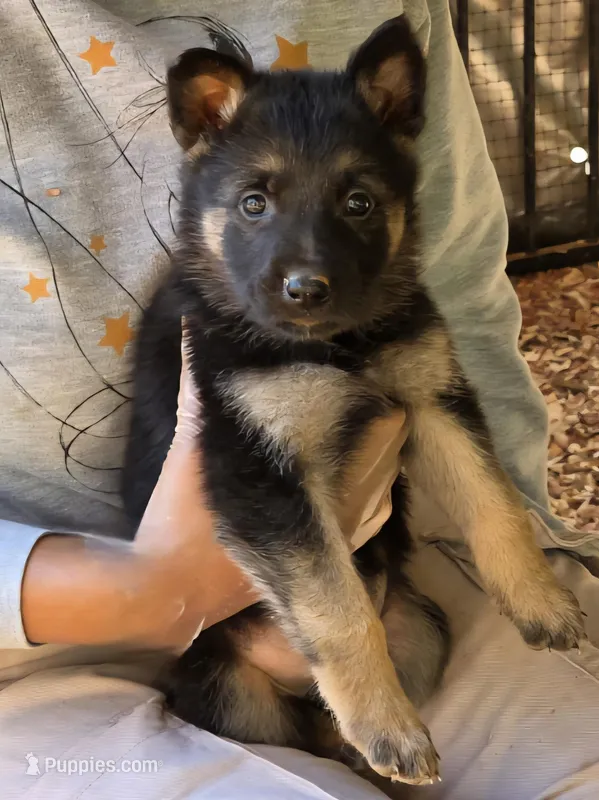Zoe – German Shepherd Dog puppy for sale in Gaffney, SC