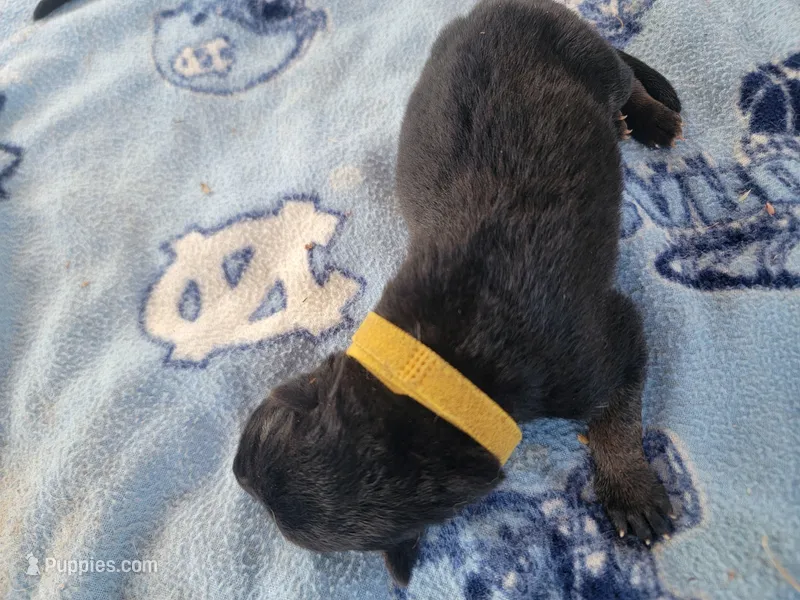 Zoe, a female German Shepherd Dog for sale in Gaffney, SC – Photo 1 of 1