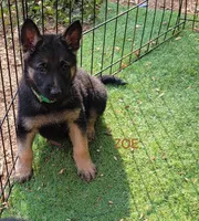 Zoe, a female German Shepherd Dog for sale in Gaffney, SC – Photo 3 of 5