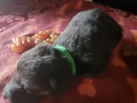 Zoe, a female German Shepherd Dog for sale in Gaffney, SC – Photo 2 of 2