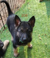 Zoe, a female German Shepherd Dog for sale in Gaffney, SC – Photo 4 of 5