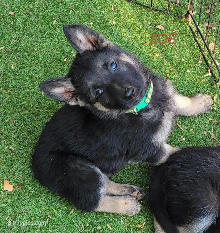 Zoe – German Shepherd Dog puppy for sale in Gaffney, SC