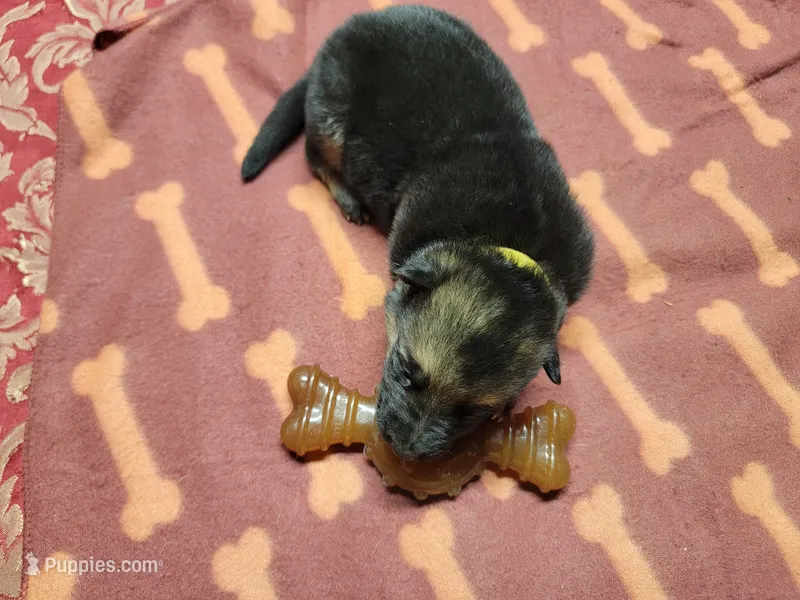 Ivy – German Shepherd Dog puppy for sale in Gaffney, SC