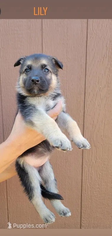 Lily – German Shepherd Dog puppy for sale in Gaffney, SC