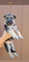 Lily, a female German Shepherd Dog for sale in Gaffney, SC – Photo 1 of 2