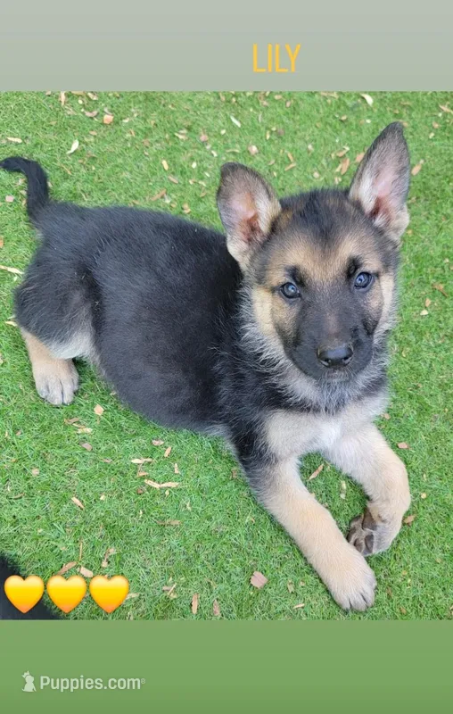 Lily – German Shepherd Dog puppy for sale in Gaffney, SC