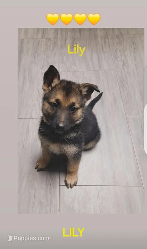 Lily – German Shepherd Dog puppy for sale in Gaffney, SC