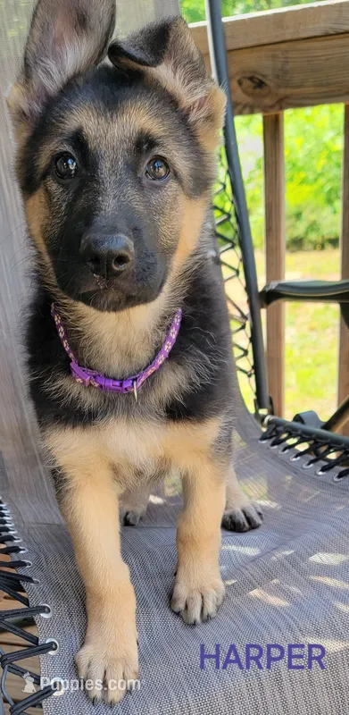 Harper – German Shepherd Dog puppy for sale in Gaffney, SC