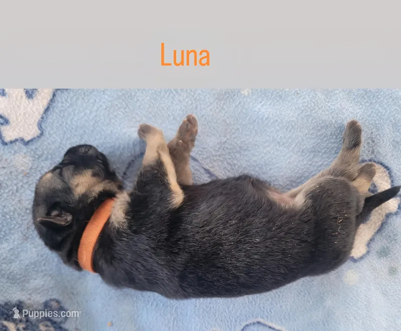 Luna – German Shepherd Dog puppy for sale in Gaffney, SC