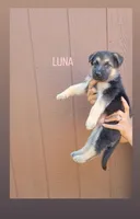 Luna, a female German Shepherd Dog for sale in Gaffney, SC – Photo 3 of 4